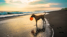 Los riesgos para la salud de los perros en verano: de golpes de calor a parásitos
