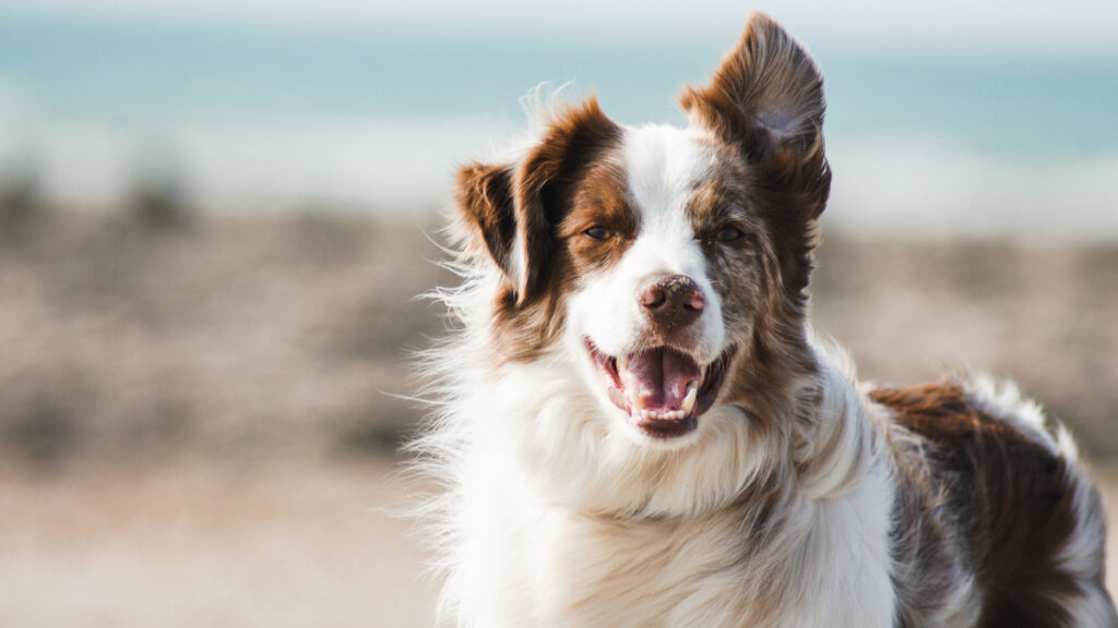 perros mascotas verano enfermedades riesgos veterinario