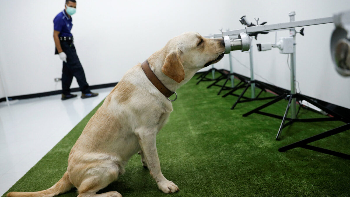 Perros entrenados podrían detectar tumores óseos, según un estudio