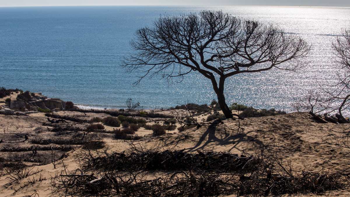La UE mantiene que el nivel de extracción en los acuíferos de Doñana no es sostenible