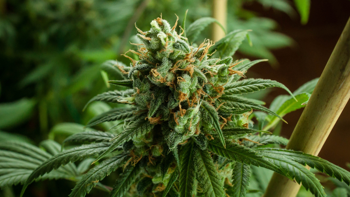 ¿La marihuana es de izquierdas?