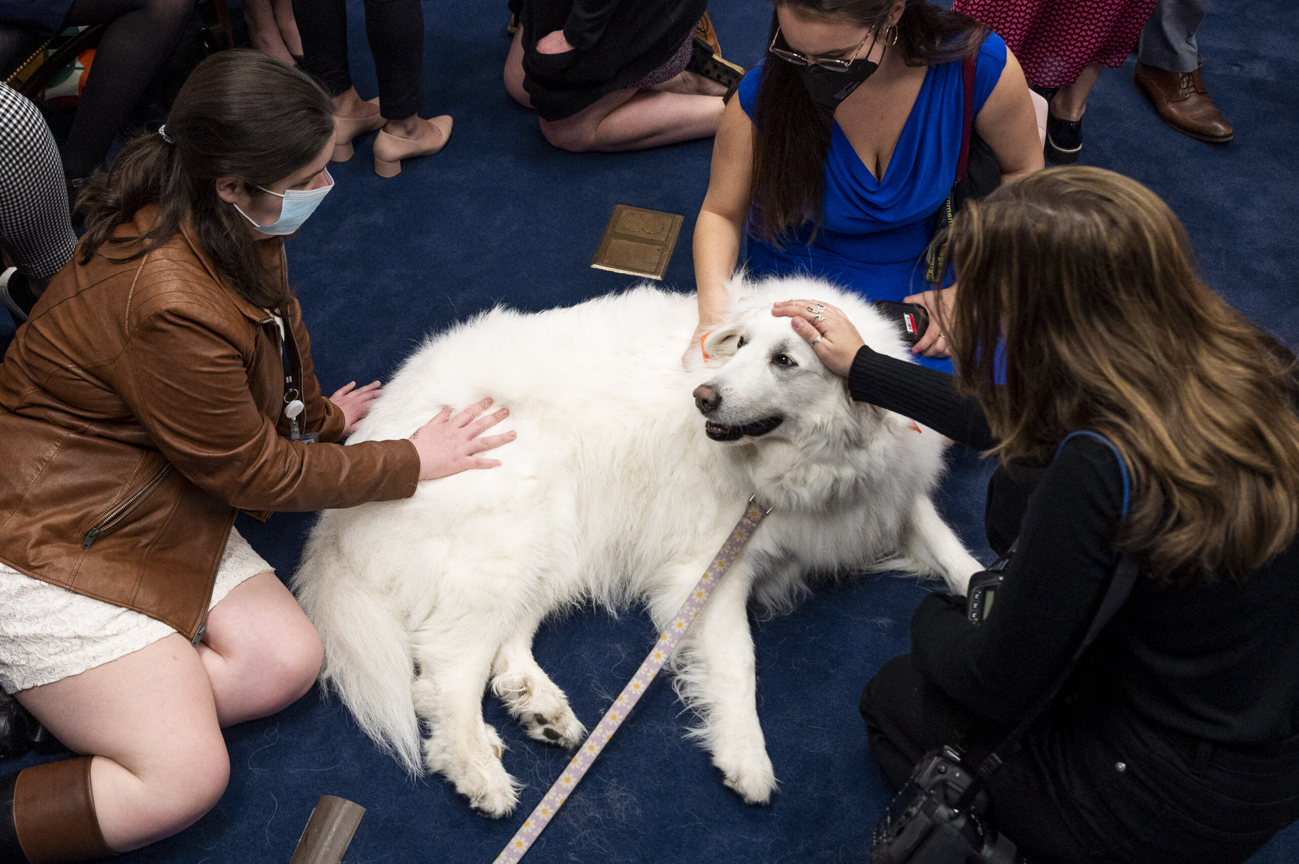 Confirman la eficacia de terapias asistidas con perros para la salud mental