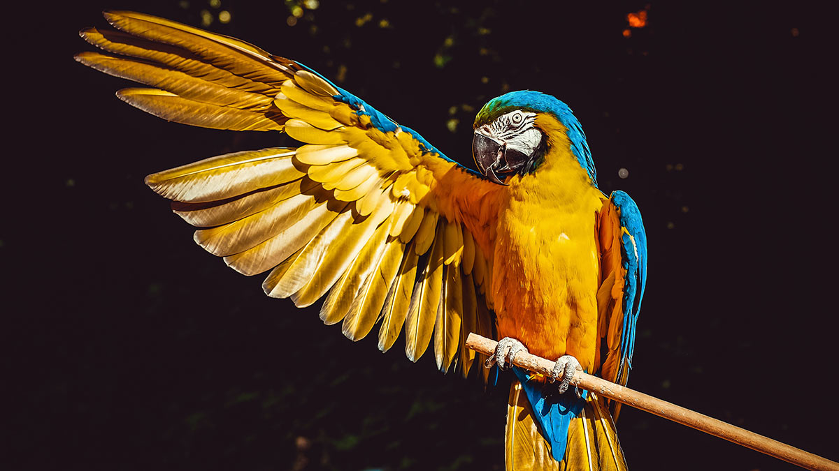 Historias de loros cortesanos y goyescos
