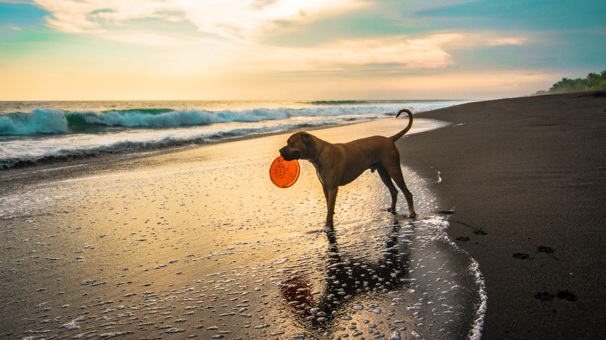 Los riesgos para la salud de los perros en verano: de golpes de calor a parásitos
