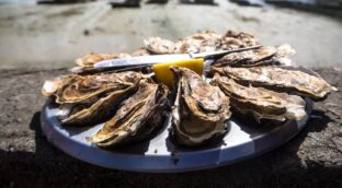 Saber más de ostras, un lujo gastronómico cargado de propiedades