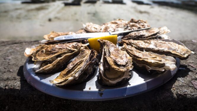 Saber más de ostras, un lujo gastronómico cargado de propiedades