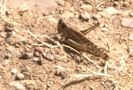 Una plaga de langostas arrasa los campos de Extremadura por los cultivos ecológicos