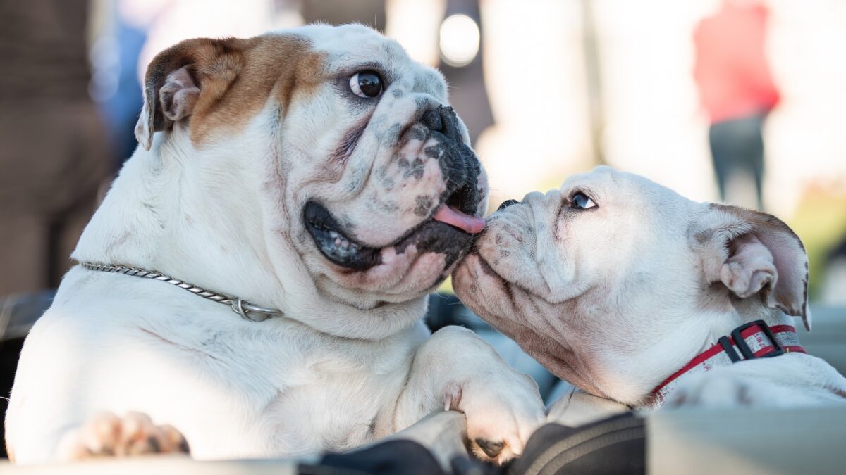 Científicos británicos piden modificar la cría del bulldog inglés por motivos de salud animal