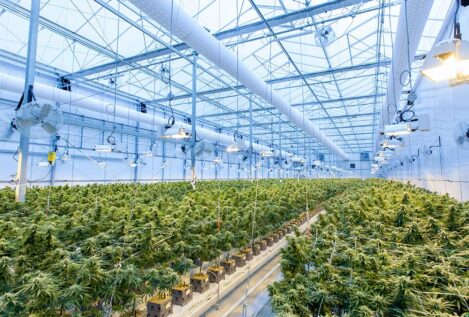 España es el centro de cultivo de marihuana más importante de Europa
