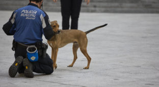 Perros adiestrados para el dispositivo de seguridad de la cumbre de la OTAN