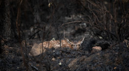 La Sierra de la Culebra (Zamora) a un paso de ser declarada Zona Catastrófica , en imágenes