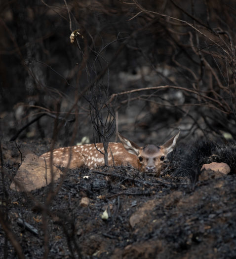 La Sierra de la Culebra (Zamora) a un paso de ser declarada Zona Catastrófica , en imágenes