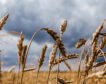 Rusia propone cuatro rutas para exportar cereales desde Ucrania