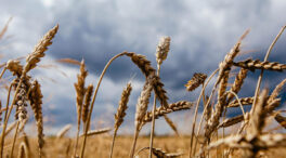 Rusia propone cuatro rutas para exportar cereales desde Ucrania