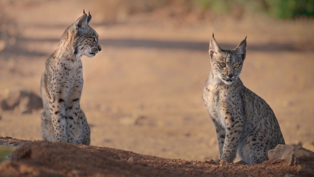 La población del lince ibérico bate un nuevo récord con más de 1.365 ejemplares