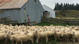 Nueva Zelanda quiere imponer tasas a las emisiones por los eructos y flatulencias del ganado