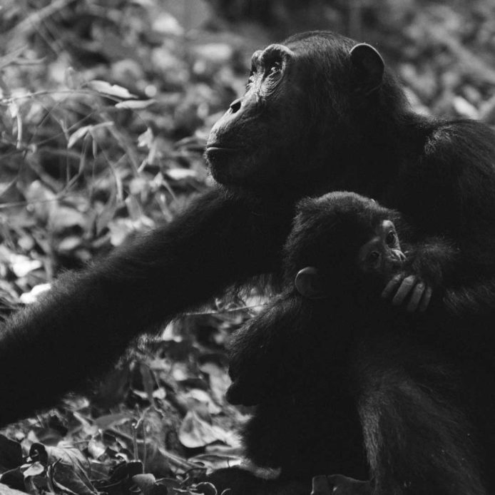 El atlas genético de los chimpancés, una oportunidad para frenar su extinción