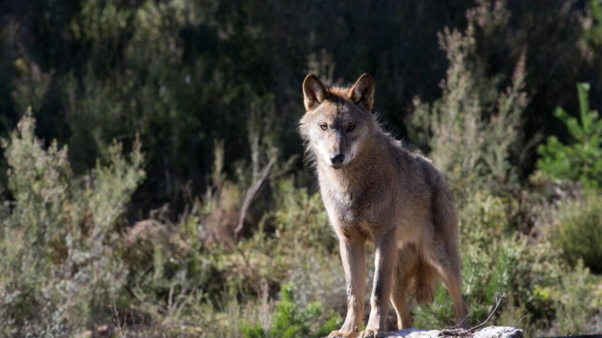 Castilla y León autorizará a cazar lobos en las zonas con más ataques igual que Cantabria