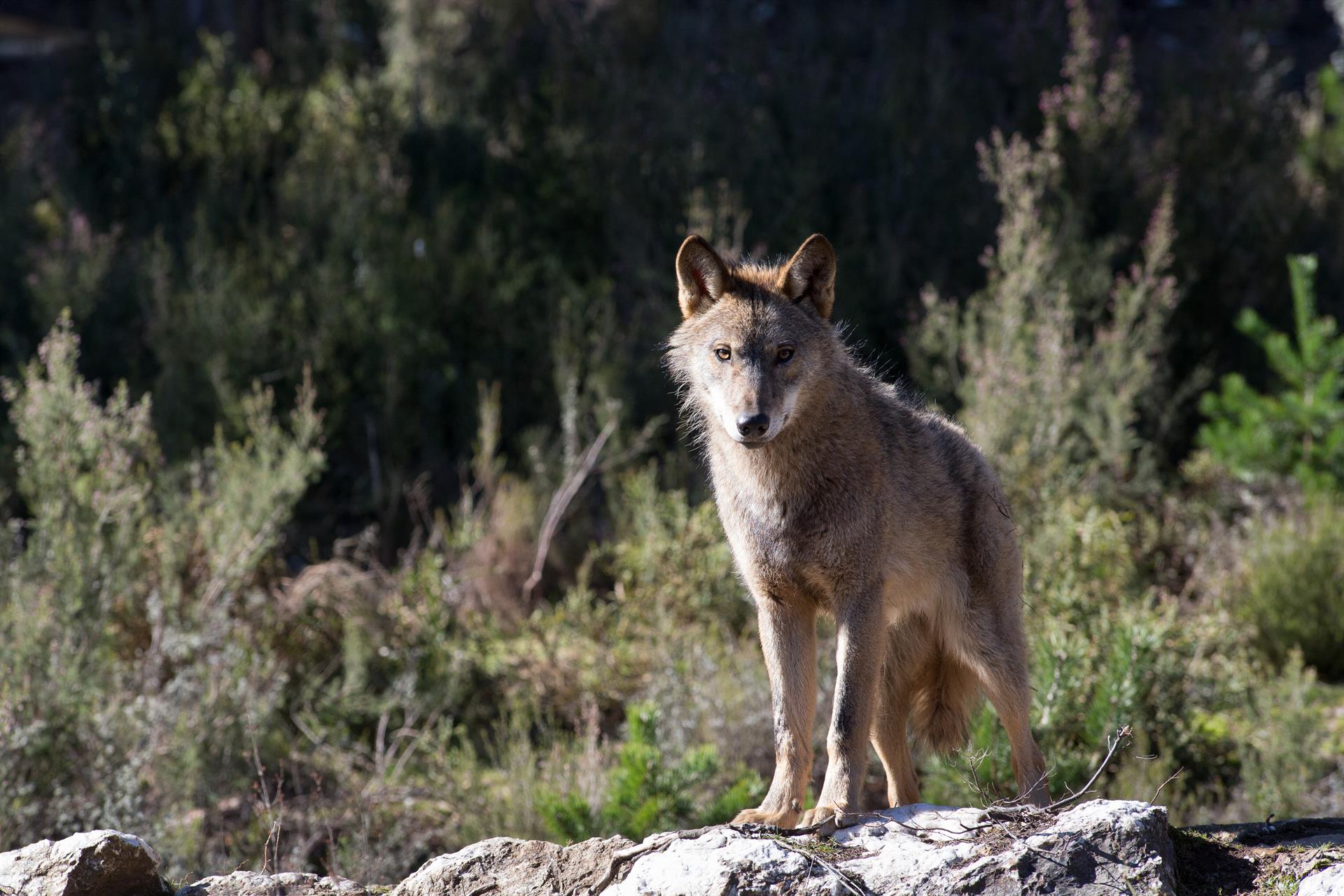 Castilla y León autorizará a cazar lobos en las zonas con más ataques igual que Cantabria
