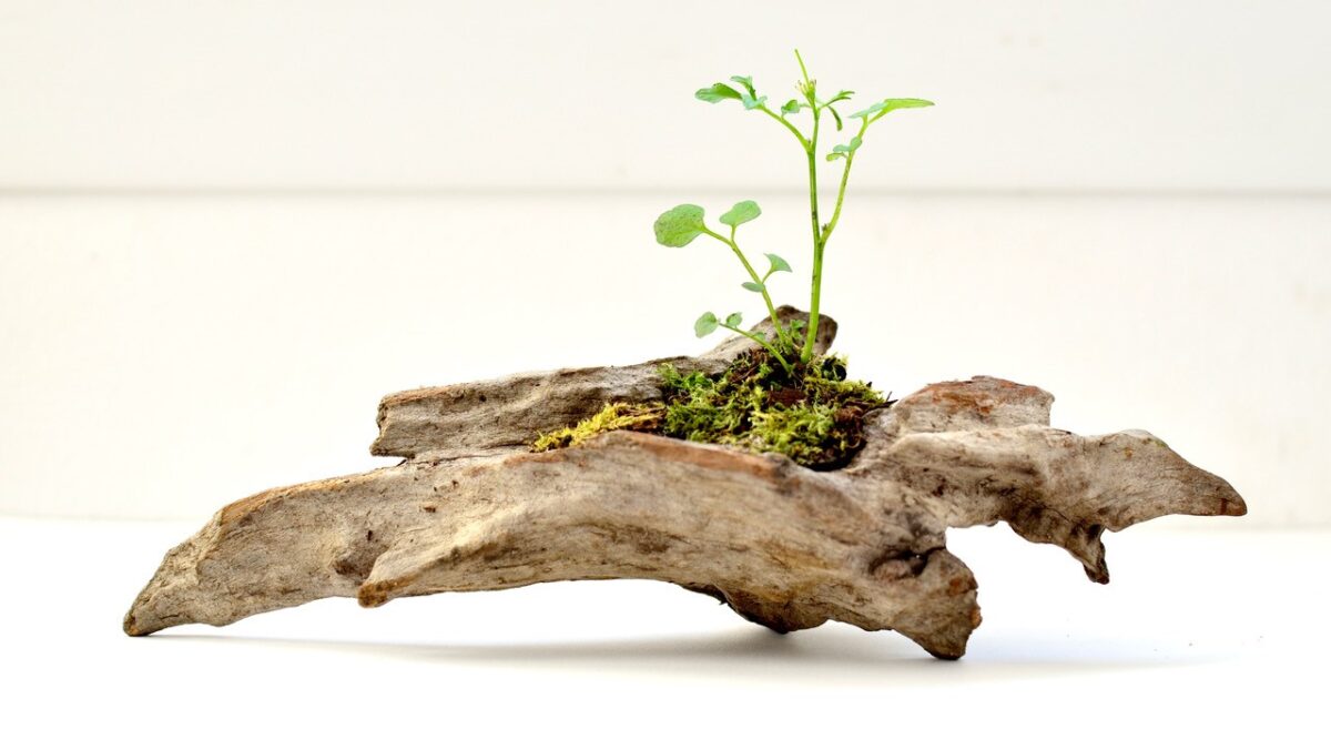 Ikebana, bonsai y kusamono: micronaturalezas domésticas