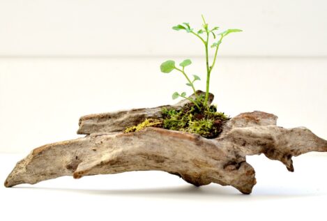 Ikebana, bonsai y kusamono: micronaturalezas domésticas