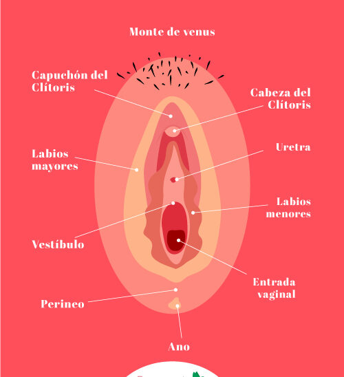 Partes de la vulva