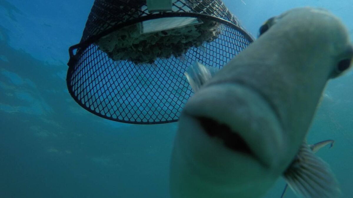 Los peces son más depredadores en los mares cálidos