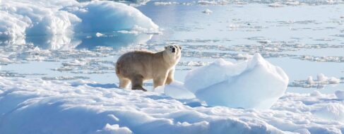 Un grupo de osos polares vive aislado en el sureste de Groenlandia