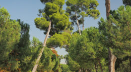 El verde de Madrid