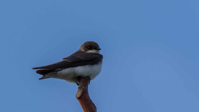 Choques mortales: pájaros y edificios de cristal