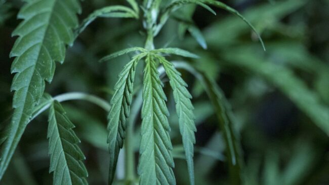 El Congreso acuerda ampliar el uso medicinal del cannabis al dolor oncológico