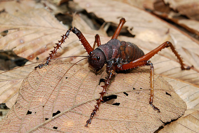 Una plaga de langostas amenaza cientos de hectáreas de cultivos en Badajoz