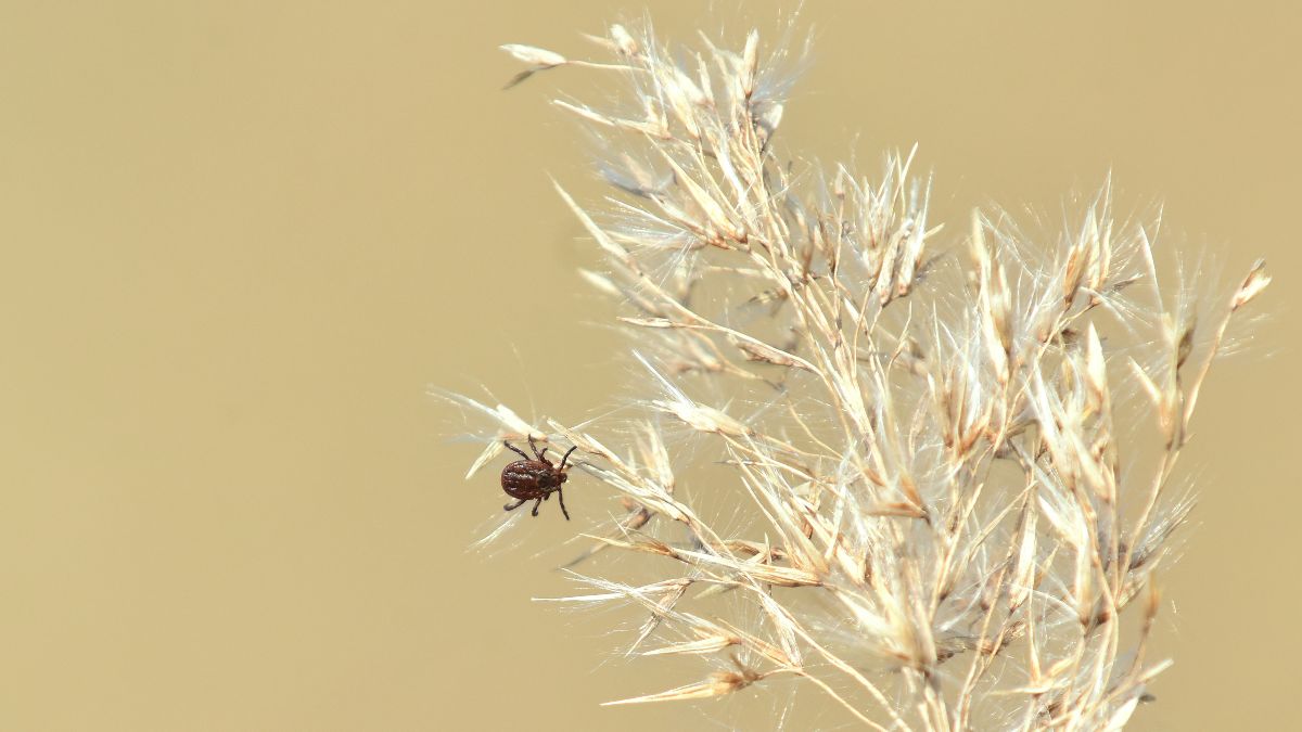 Los expertos alertan del aumento de garrapatas y casos de la enfermedad de Lyme