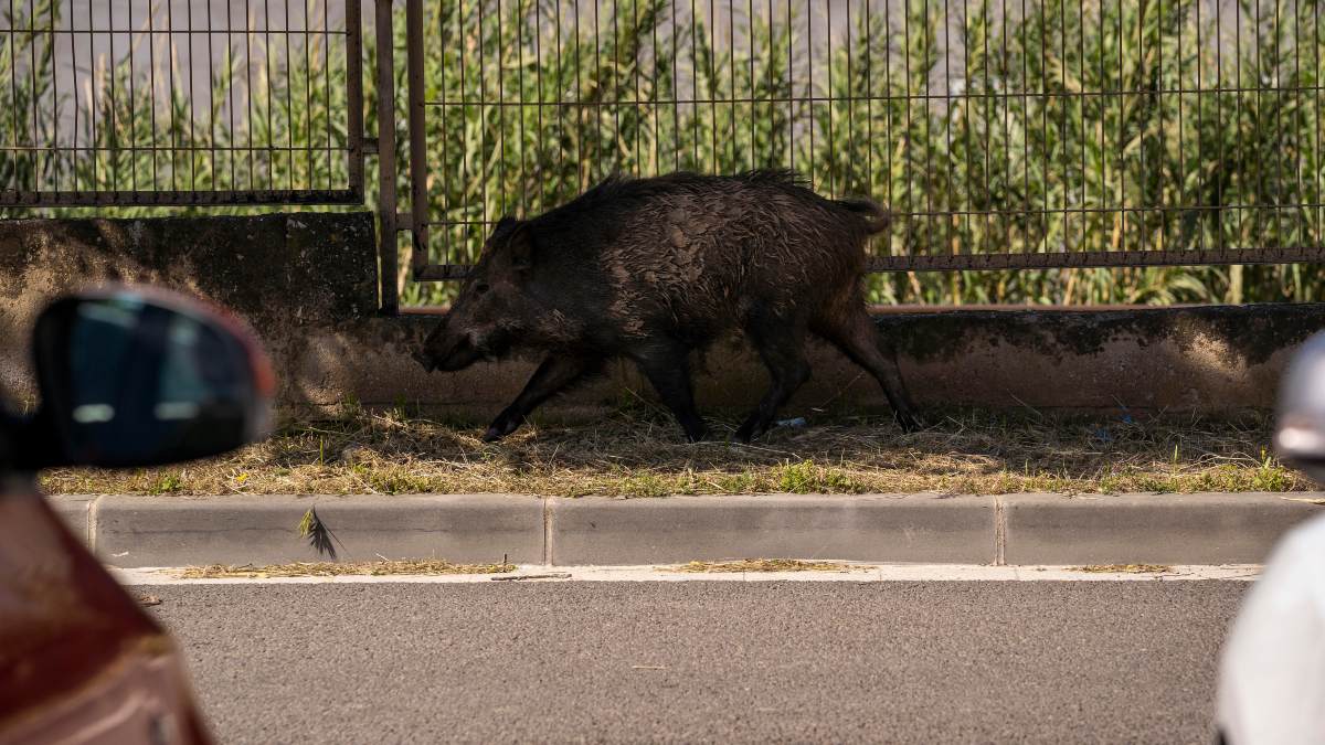 Los ganaderos piden reducir la población de jabalíes para evitar que llegue la peste porcina