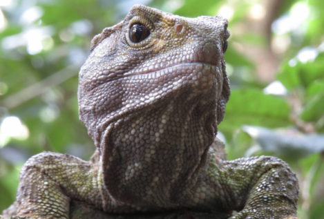 La ciencia desvela por qué las tortugas viven tanto