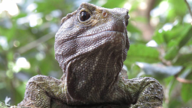 La ciencia desvela por qué las tortugas viven tanto