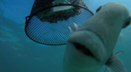 Los peces son más depredadores en los mares cálidos