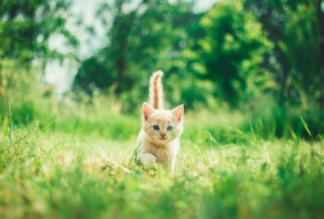Los gatos se protegen contra las plagas de insectos al dañar ciertas plantas