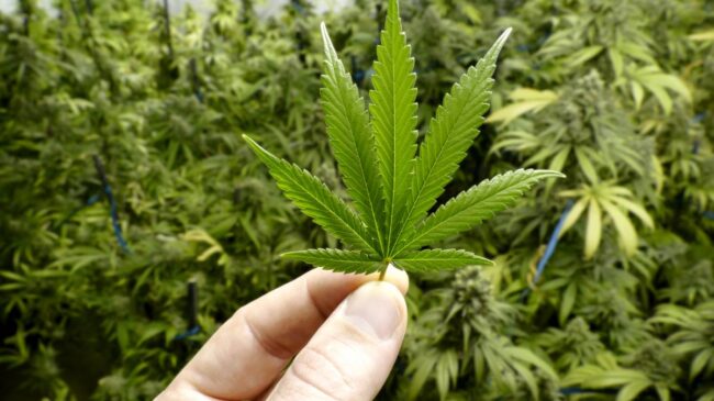 El PP, a favor de regular el uso medicinal del cannabis junto al Gobierno y sus socios
