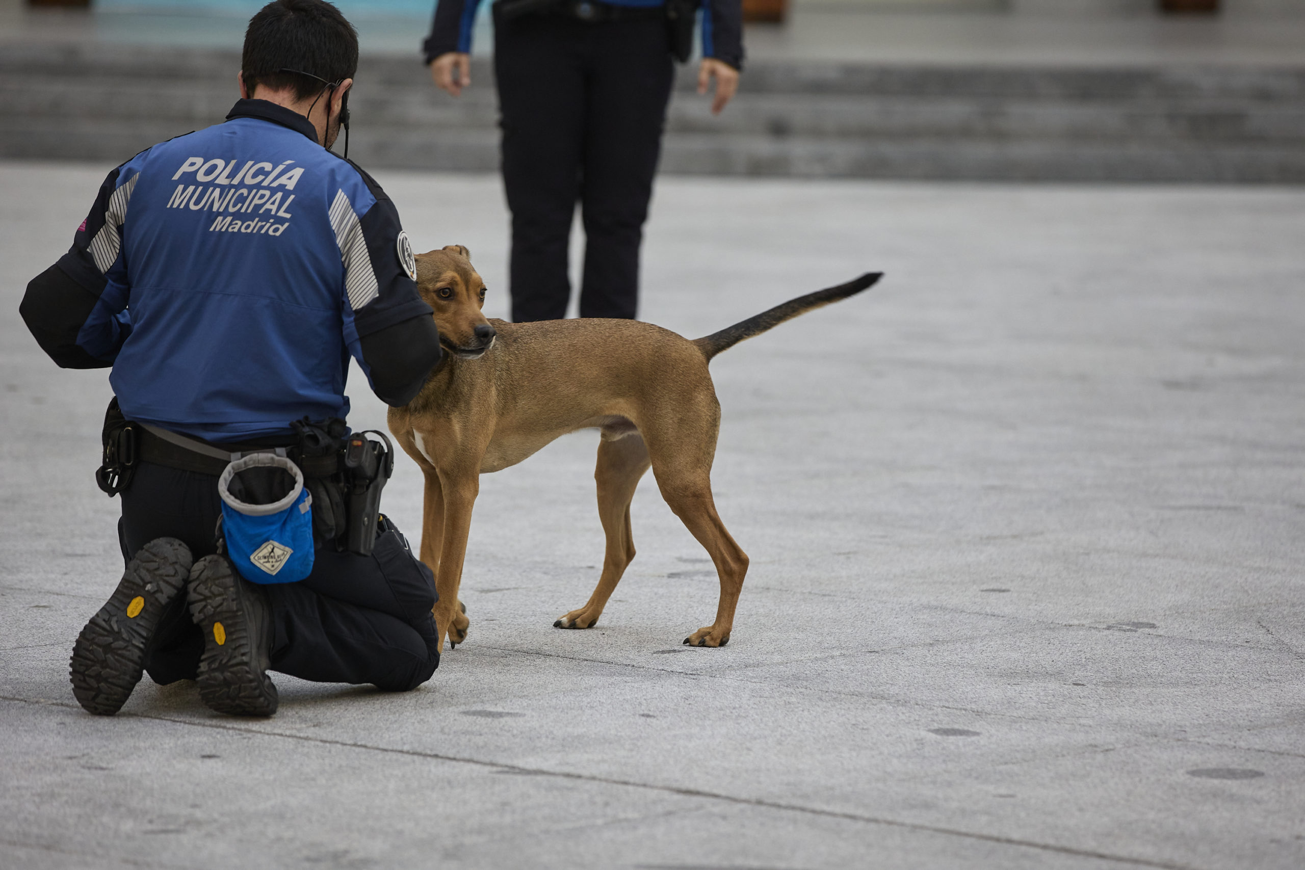 Las cacas de perros nos harán ricos