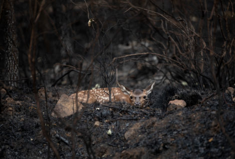 La Sierra de la Culebra (Zamora) a un paso de ser declarada Zona Catastrófica , en imágenes