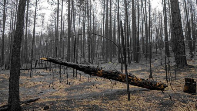 Tormentas de fuego: qué hacer frente a los incendios de potencia atómica