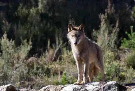 Castilla y León autorizará a cazar lobos en las zonas con más ataques igual que Cantabria