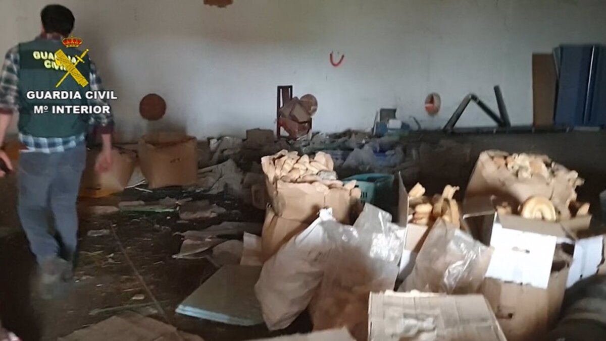 Carne de burro y animales enfermos: cierran un matadero ilegal que servía a locales asiáticos