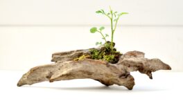 Ikebana, bonsai y kusamono: micronaturalezas domésticas