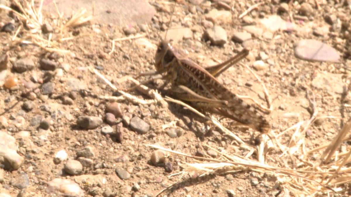 Una plaga de langostas arrasa los campos de Extremadura por los cultivos ecológicos