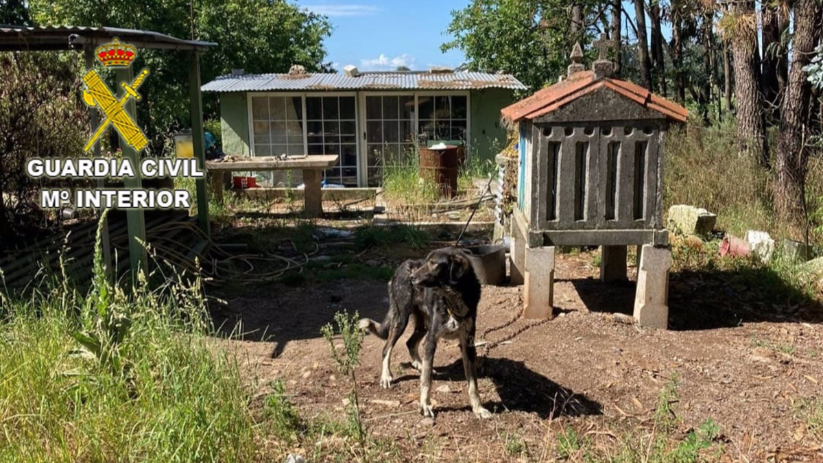 Investigan a dos vecinos de Pontevedra por la muerte de un perro y la desnutrición de otro