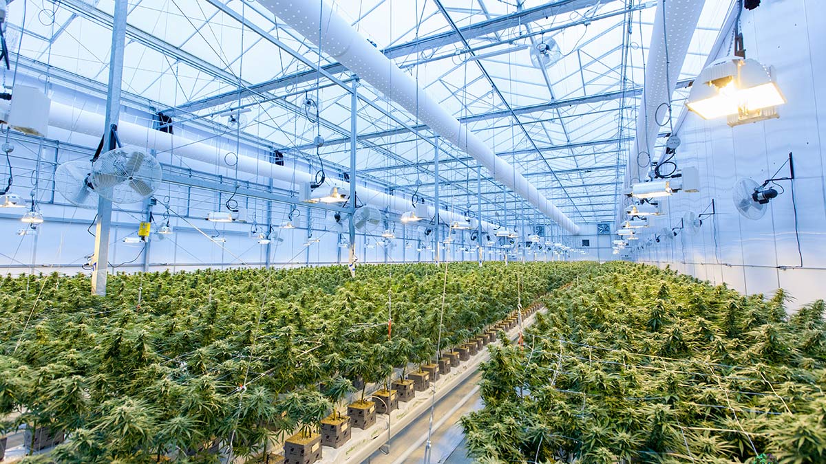 España es el centro de cultivo de marihuana más importante de Europa
