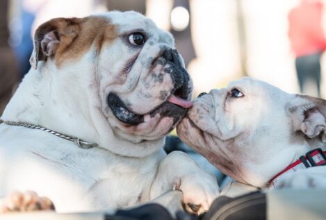 Científicos británicos piden modificar la cría del bulldog inglés por motivos de salud animal