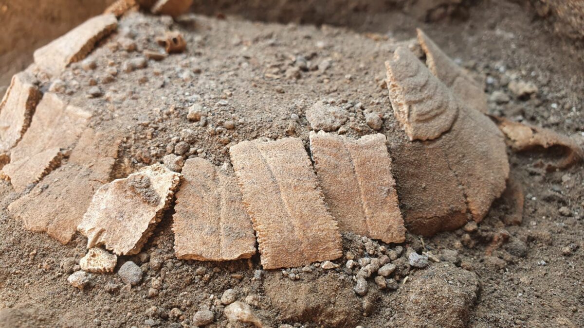 (VÍDEO) Un nuevo descubrimiento en las excavaciones de Pompeya: una tortuga con su huevo